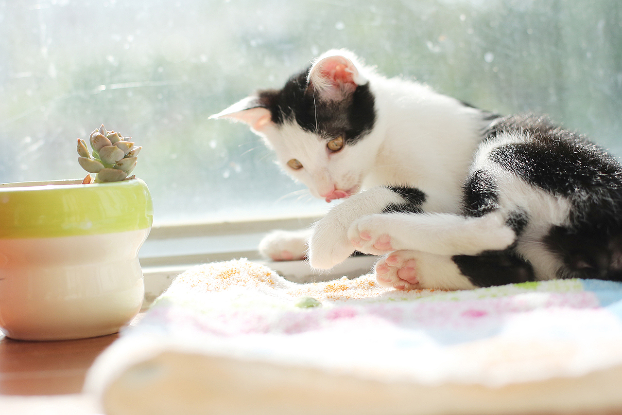 这一只叫做响亮的猫（图ZMzIxNjI2MDg=） - 宠物摄影 - 站酷设计师又饱又饿原创素材 - 站酷ZCOOL