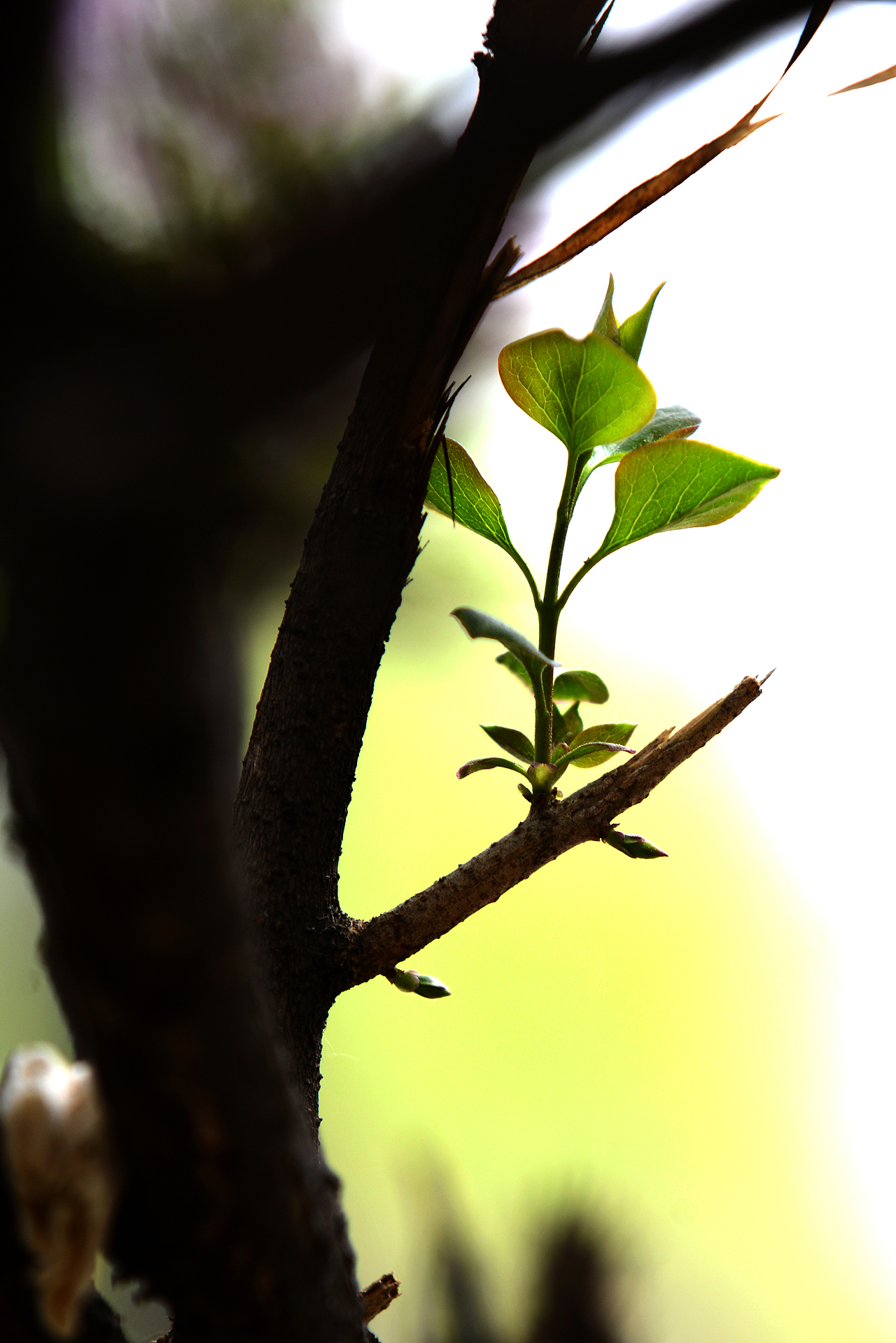 花卉特写|摄影|风光摄影|金典影像_原创作品-站酷zcool