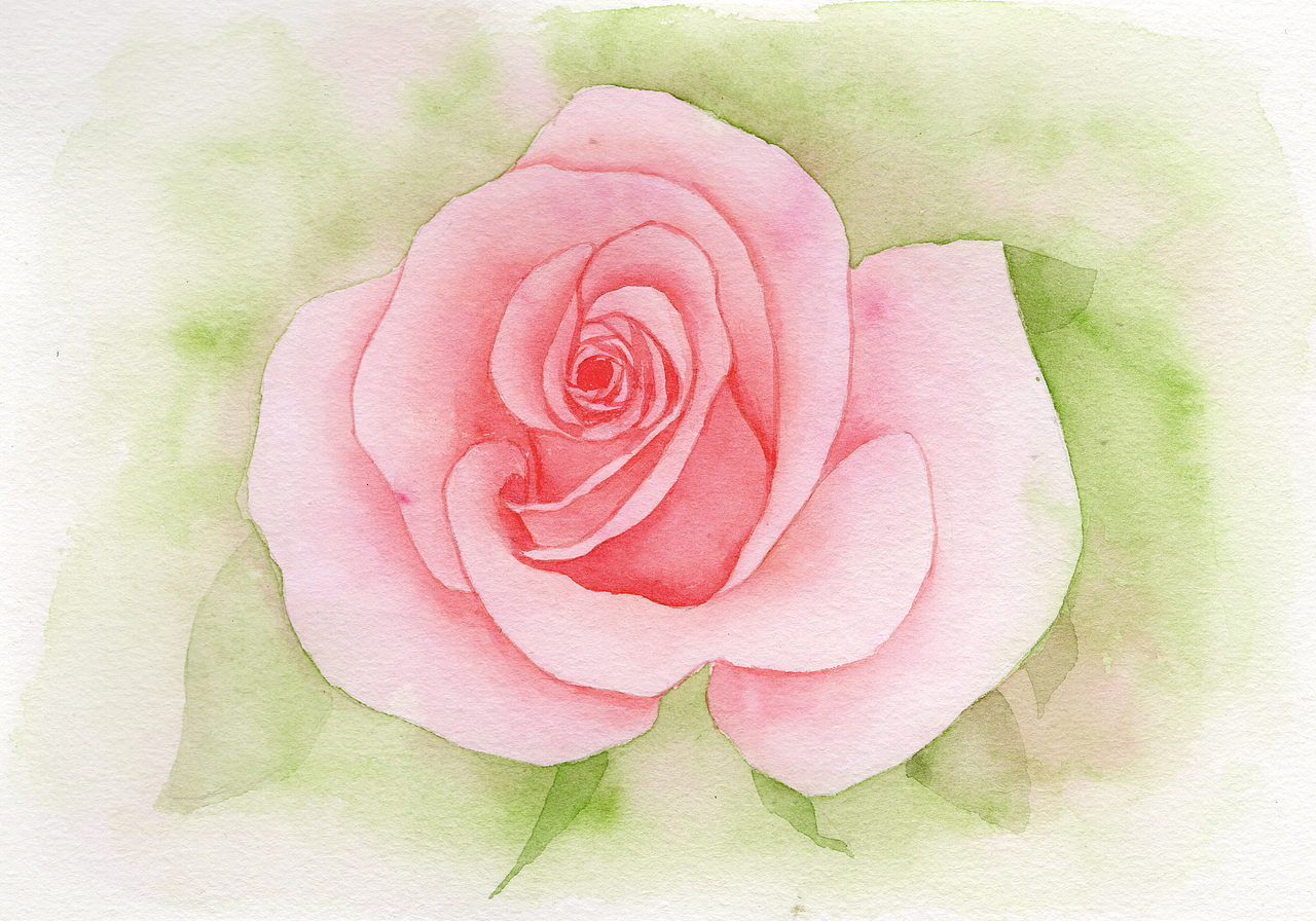 水彩画练习的花卉叶子玫瑰花康乃馨杏叶