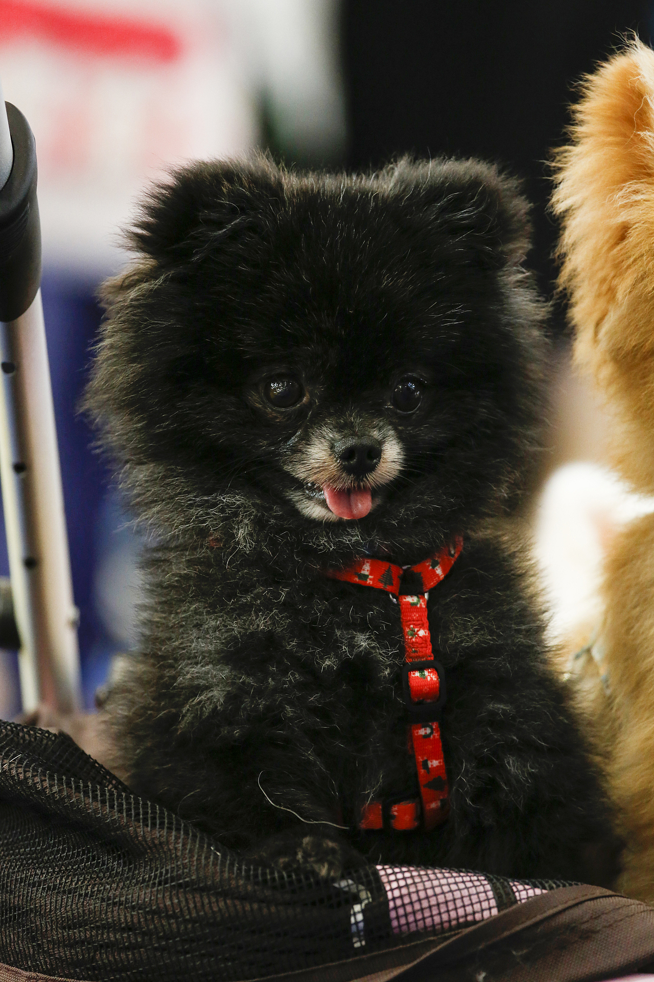 2019年5月广州琶洲华南宠物用品展