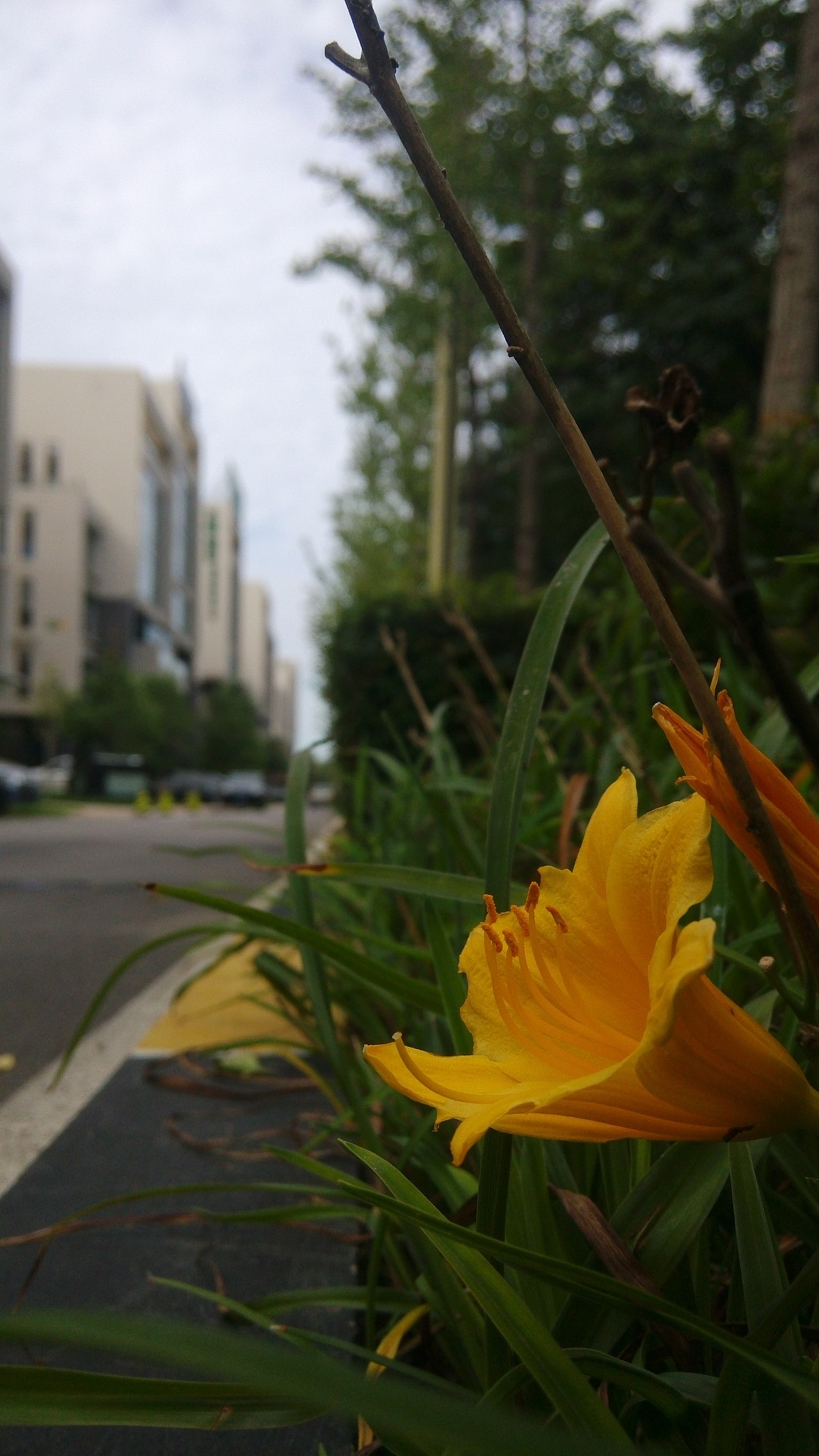 天气如此晴朗,采一滴早晨的露水