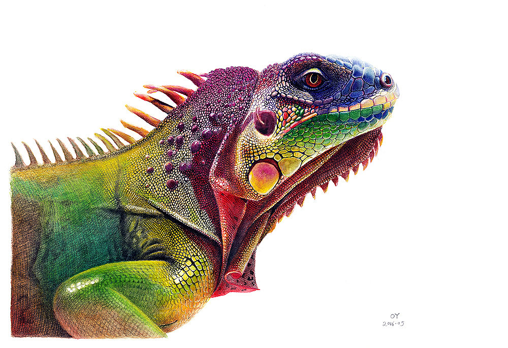 OY手绘·鬣蜥（图ZNDkxMjk1MDQ=） - 绘画 - 站酷设计师欧阳鹏杰_OY原创素材 - 站酷ZCOOL
