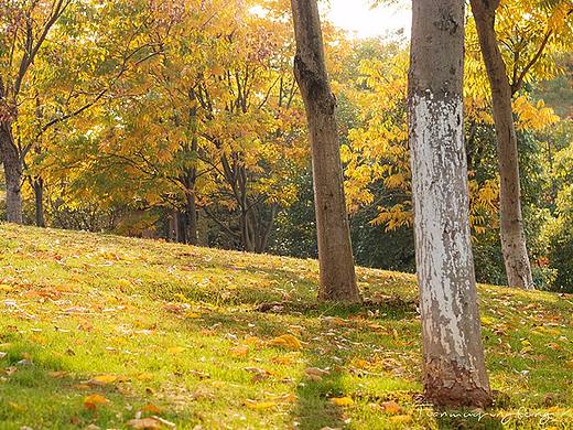 秋天时光（个人主页-ZMjU4NzQxMDQ=） - 风光摄影 - 站酷设计师天牧清风原创素材 - 站酷ZCOOL