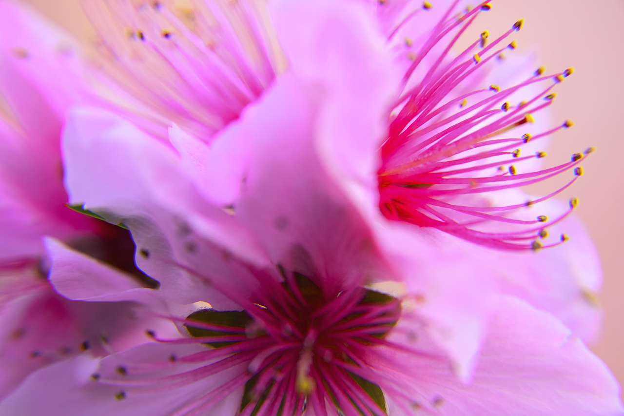 美艳桃花（图ZMjAxMTU0ODI0） - 产品摄影 - 站酷设计师Z03188214原创素材 - 站酷ZCOOL