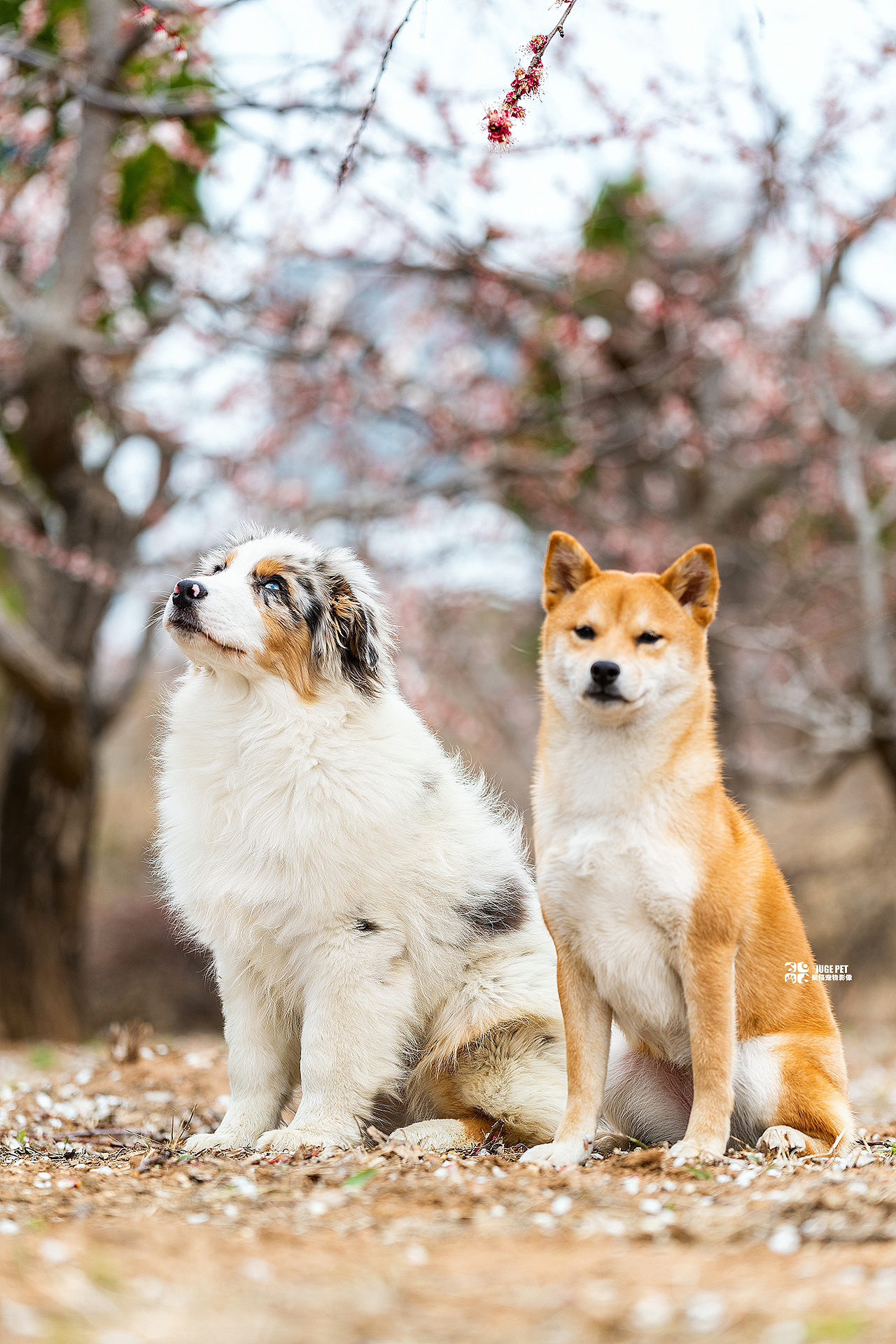 狗与桃花邂逅啦｜宠物摄影