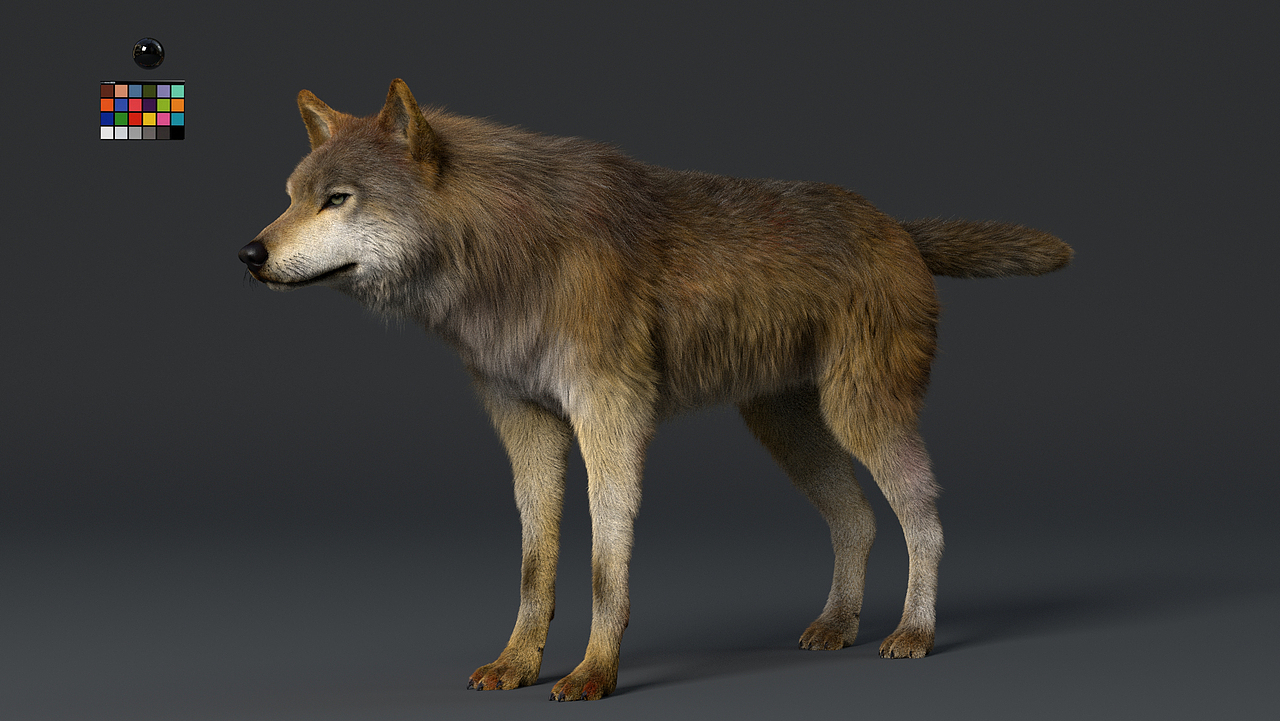 个人作品一头狼