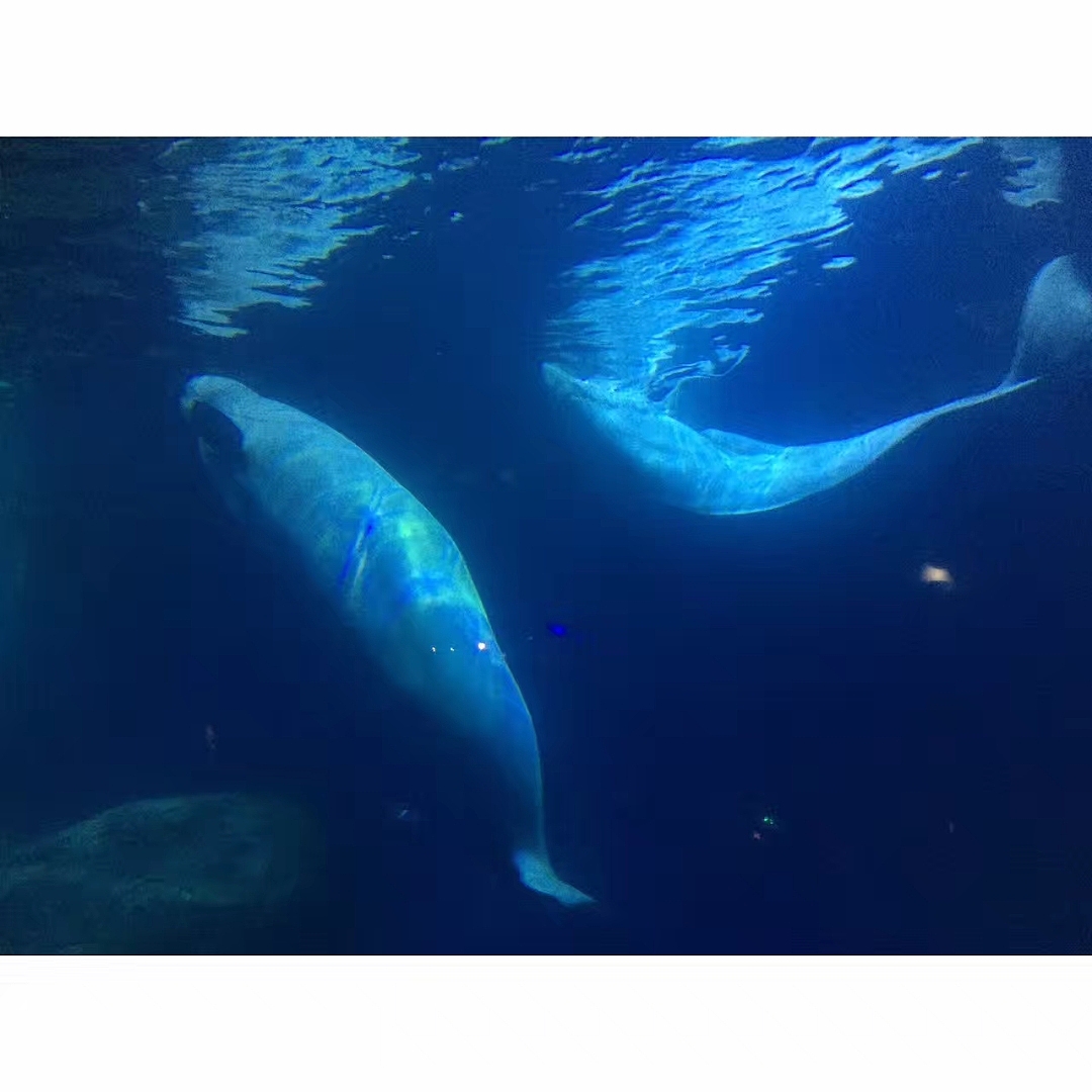 「水生物超有爱」（图ZMTAzNTQwMTc2） - 宠物摄影 - 站酷设计师王小刁不刁原创素材 - 站酷ZCOOL