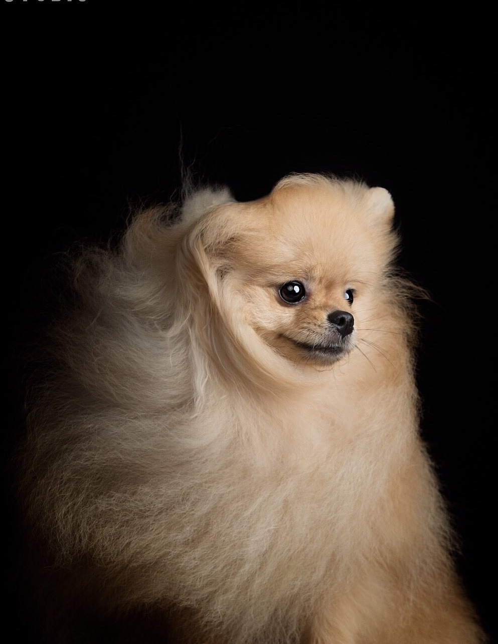 宠物摄影 | 博美