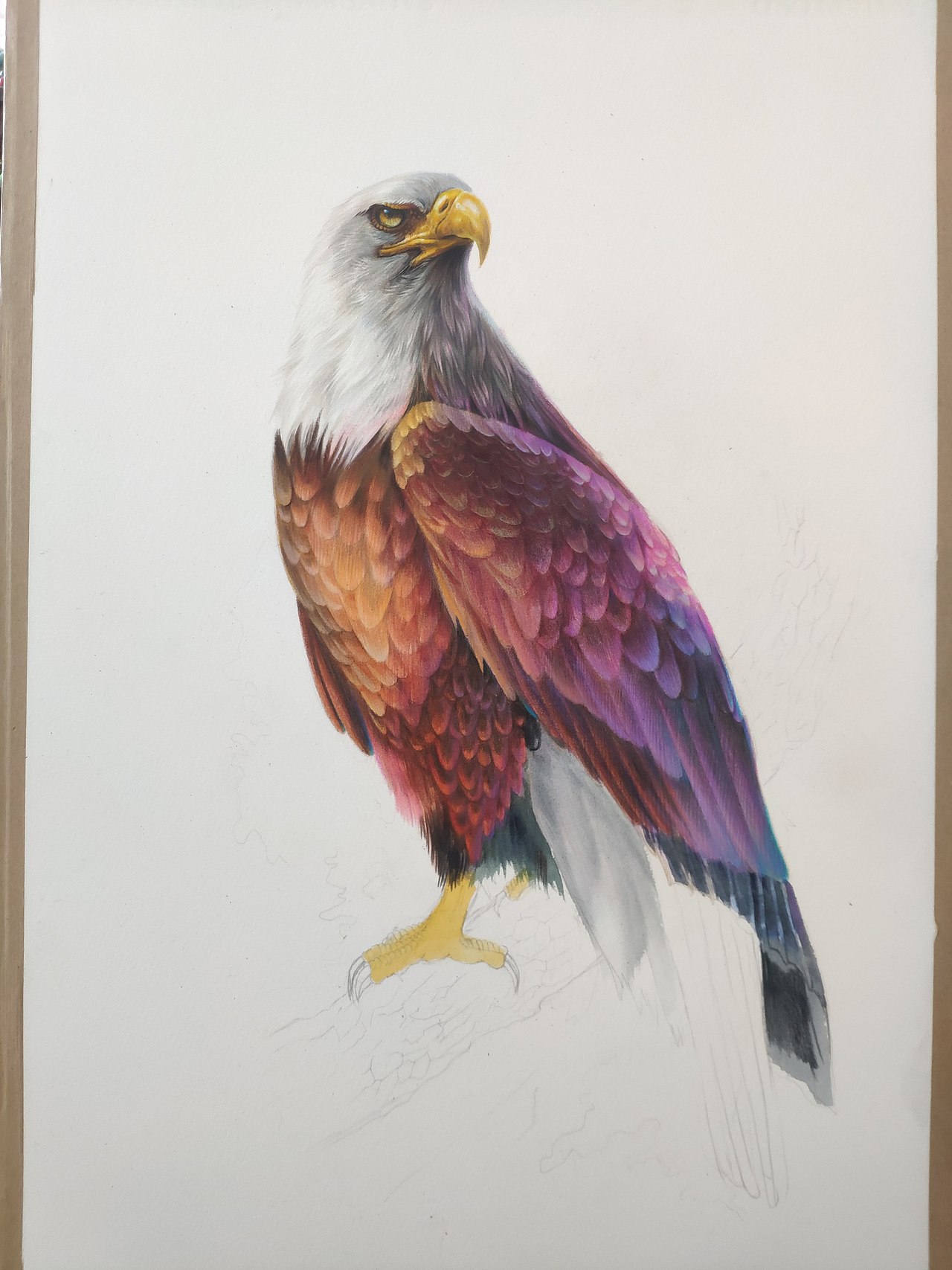 彩铅鹰|纯艺术|绘画|马行画彩铅_原创作品-站酷zcool