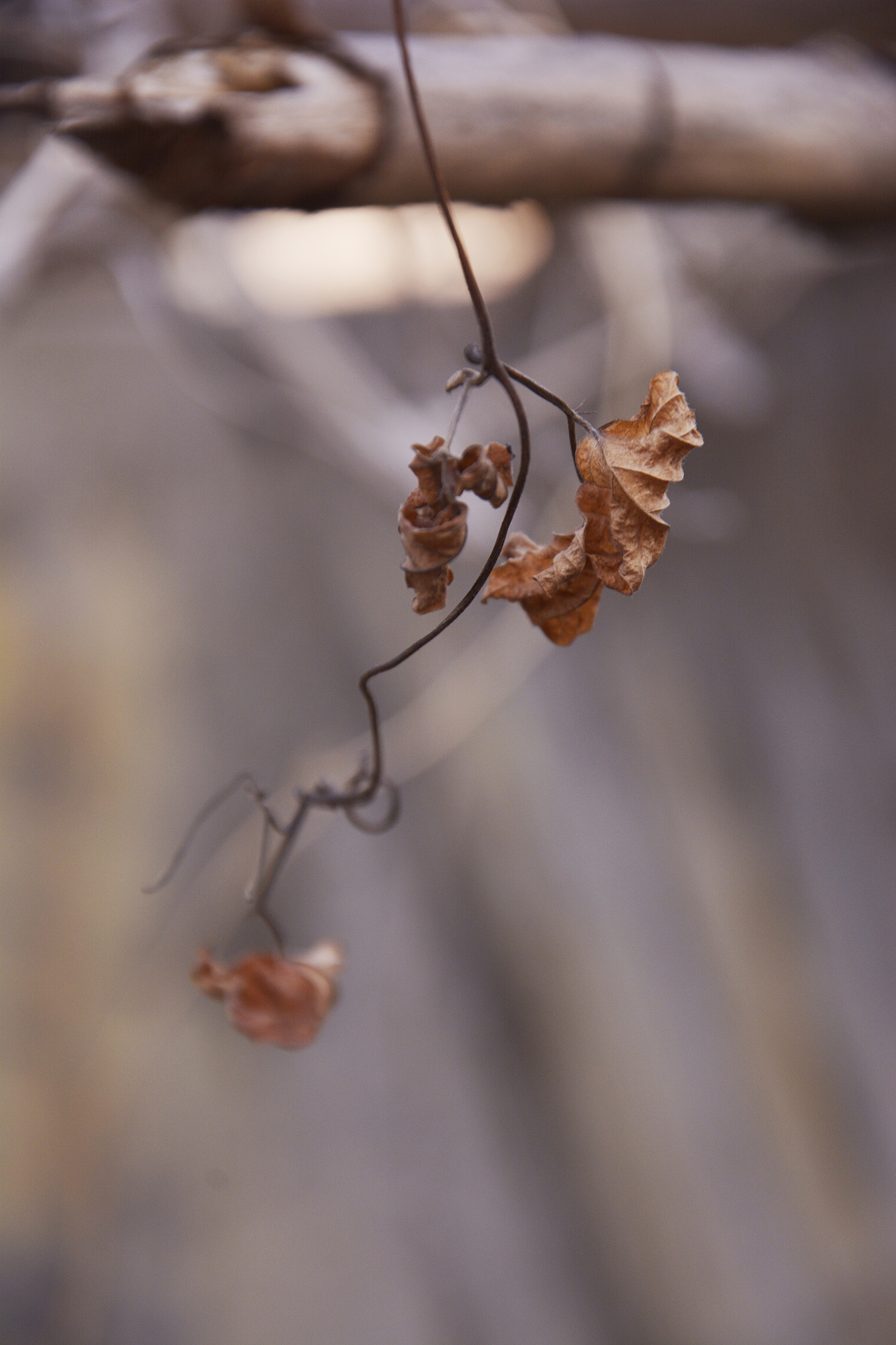 枯叶- 原创作品 - 站酷(zcool)