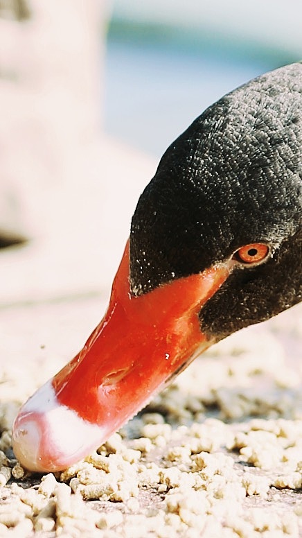 早春的痕跡??（圖ZMjQzOTg0NDg4） - 風(fēng)光攝影 - 站酷設(shè)計(jì)師Z自由女神原創(chuàng)素材 - 站酷ZCOOL