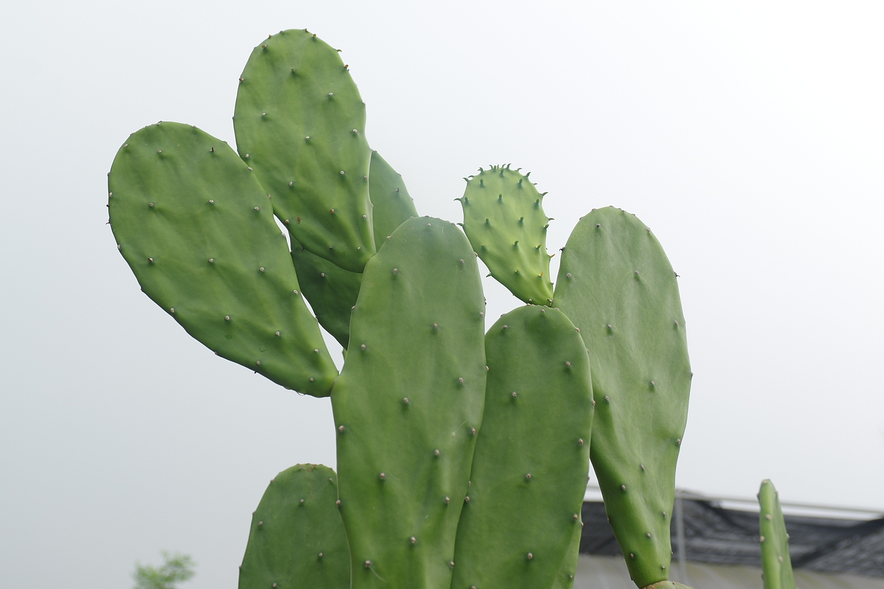 户外摄影--厦门摄影（鼓浪屿、植物园）（图ZNTc4Mzc4NTI=） - 环境/建筑摄影 - 站酷设计师今天能喝咖啡了吗原创素材 - 站酷ZCOOL