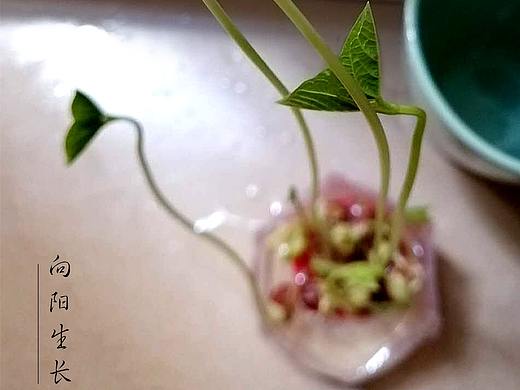 向阳生长
