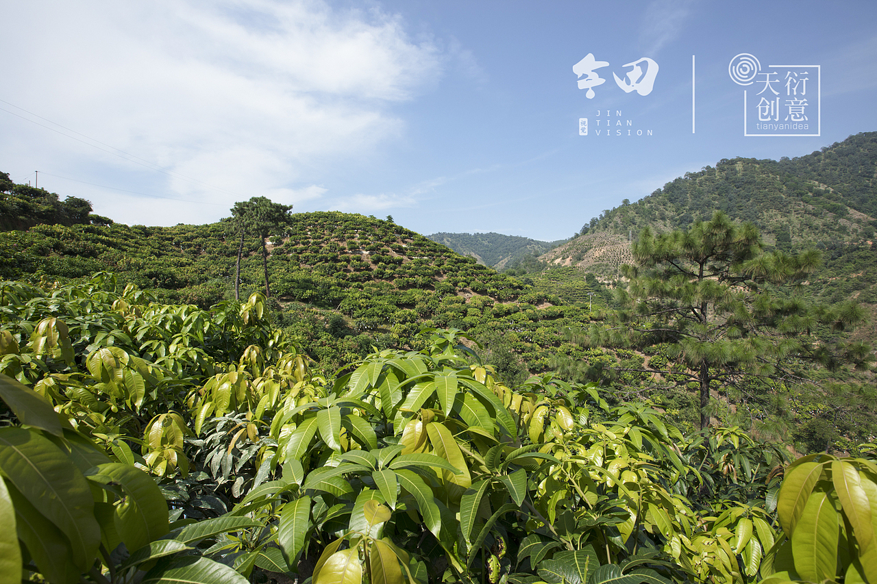 攀枝花的芒果熟了（图ZMTIzNTkwOTQw） - 产品摄影 - 站酷设计师天衍创意原创素材 - 站酷ZCOOL