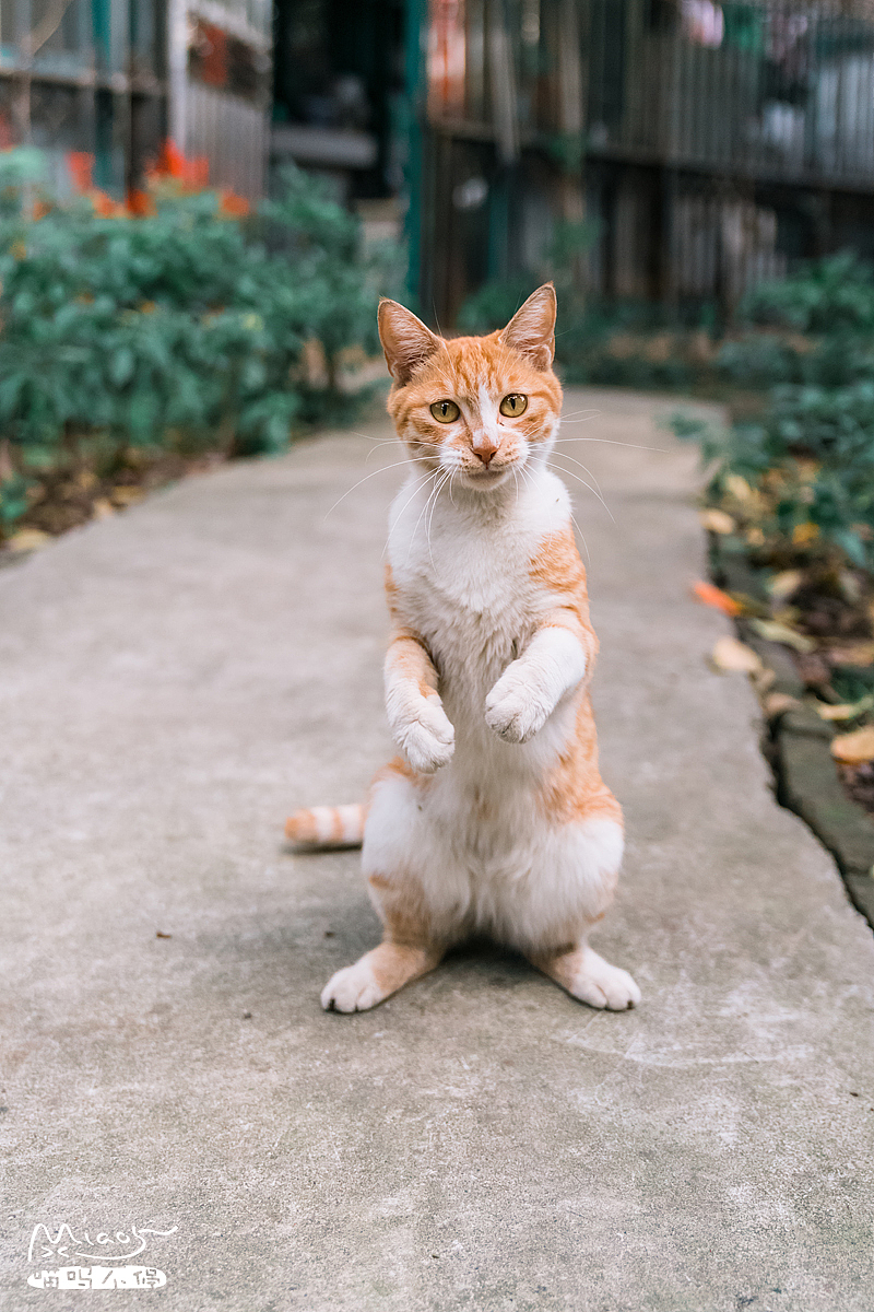 要成精了,这些站起来的喵星人!