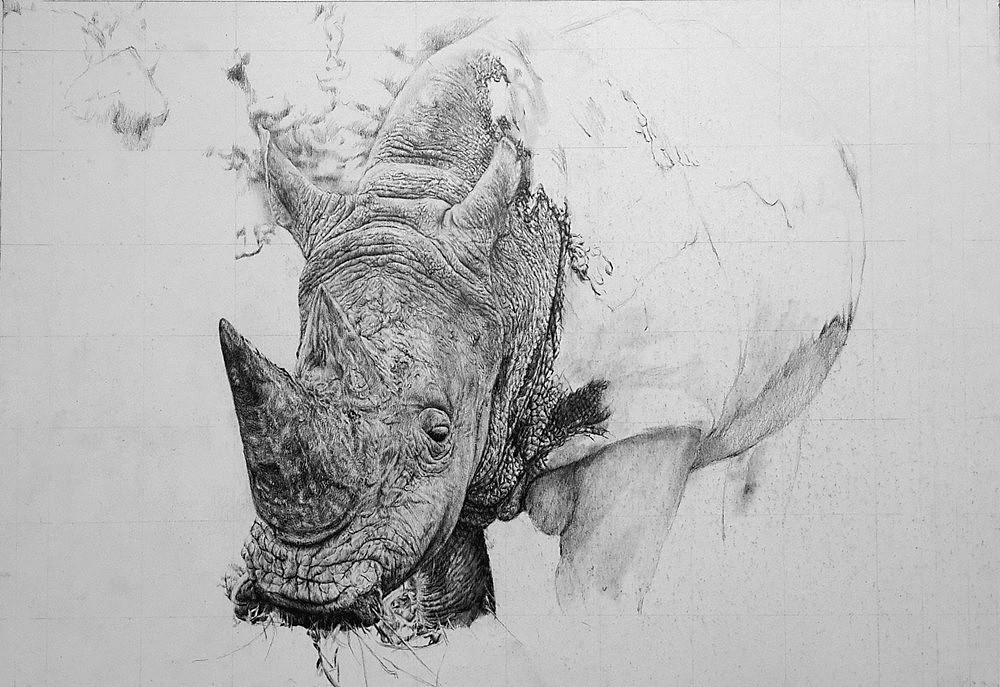王抽风50小时写实作品《犀牛》作画步骤