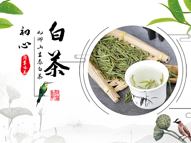 九卿山野生白茶