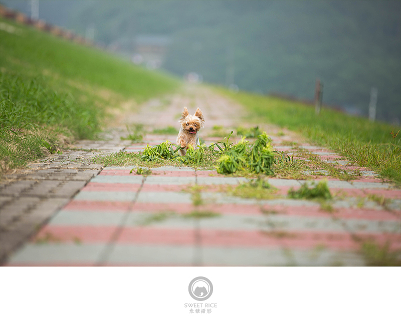 夏至天好 出门遛娃（图ZNTExMzQ2MjQ=） - 宠物摄影 - 站酷设计师挂糖原创素材 - 站酷ZCOOL