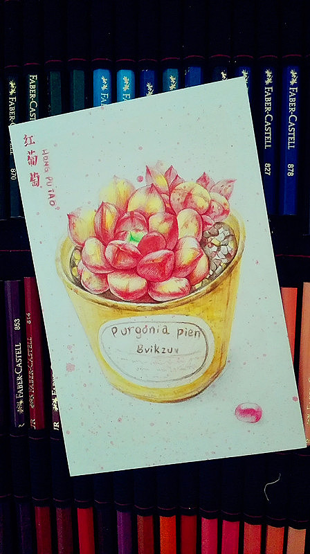 手绘多肉明信片（图ZODg5NDIyNDg=） - 艺术插画 - 站酷设计师赵呵呵zz原创素材 - 站酷ZCOOL