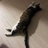 速冻的fei的头像