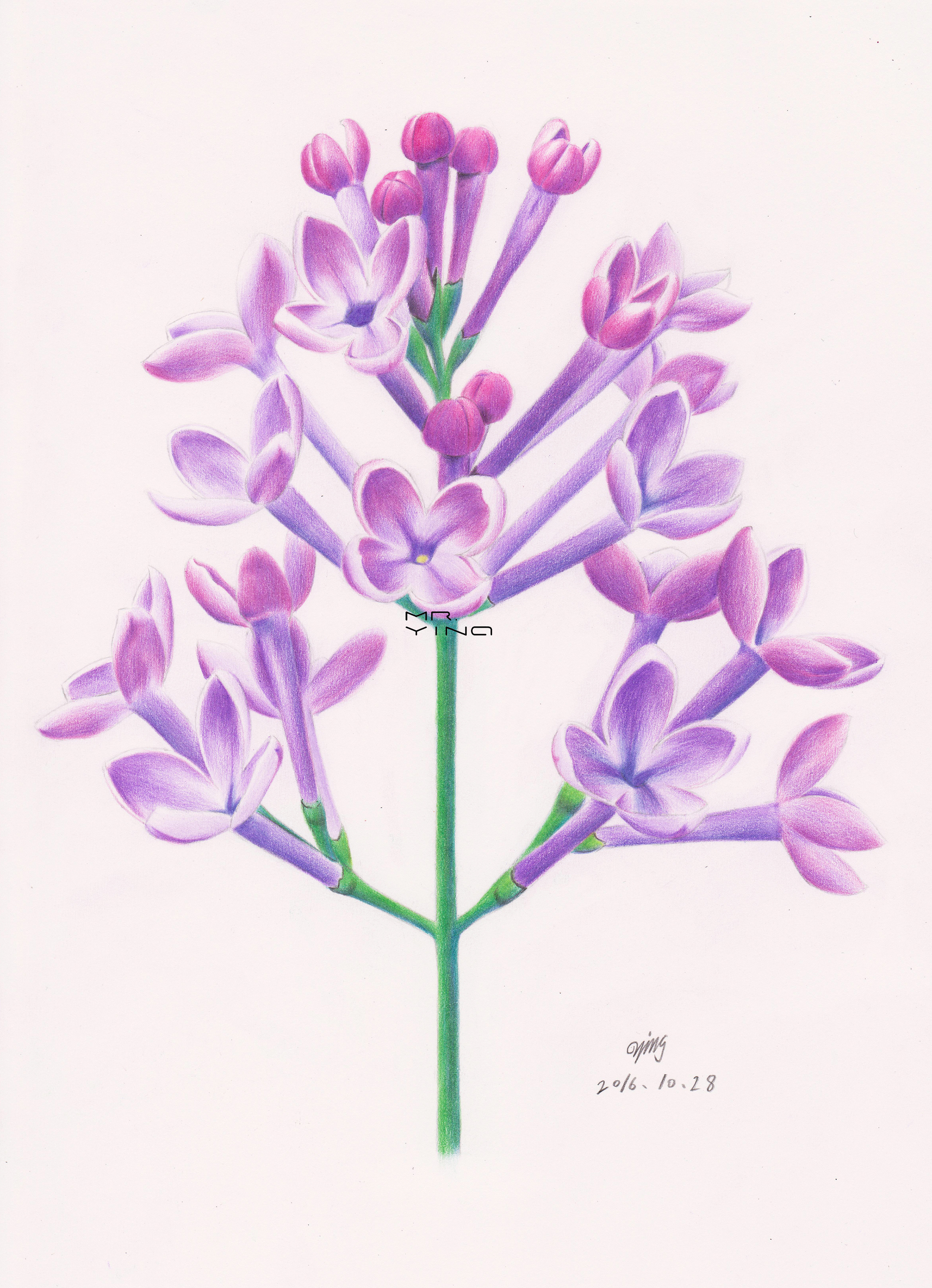 手绘彩铅鲜花集