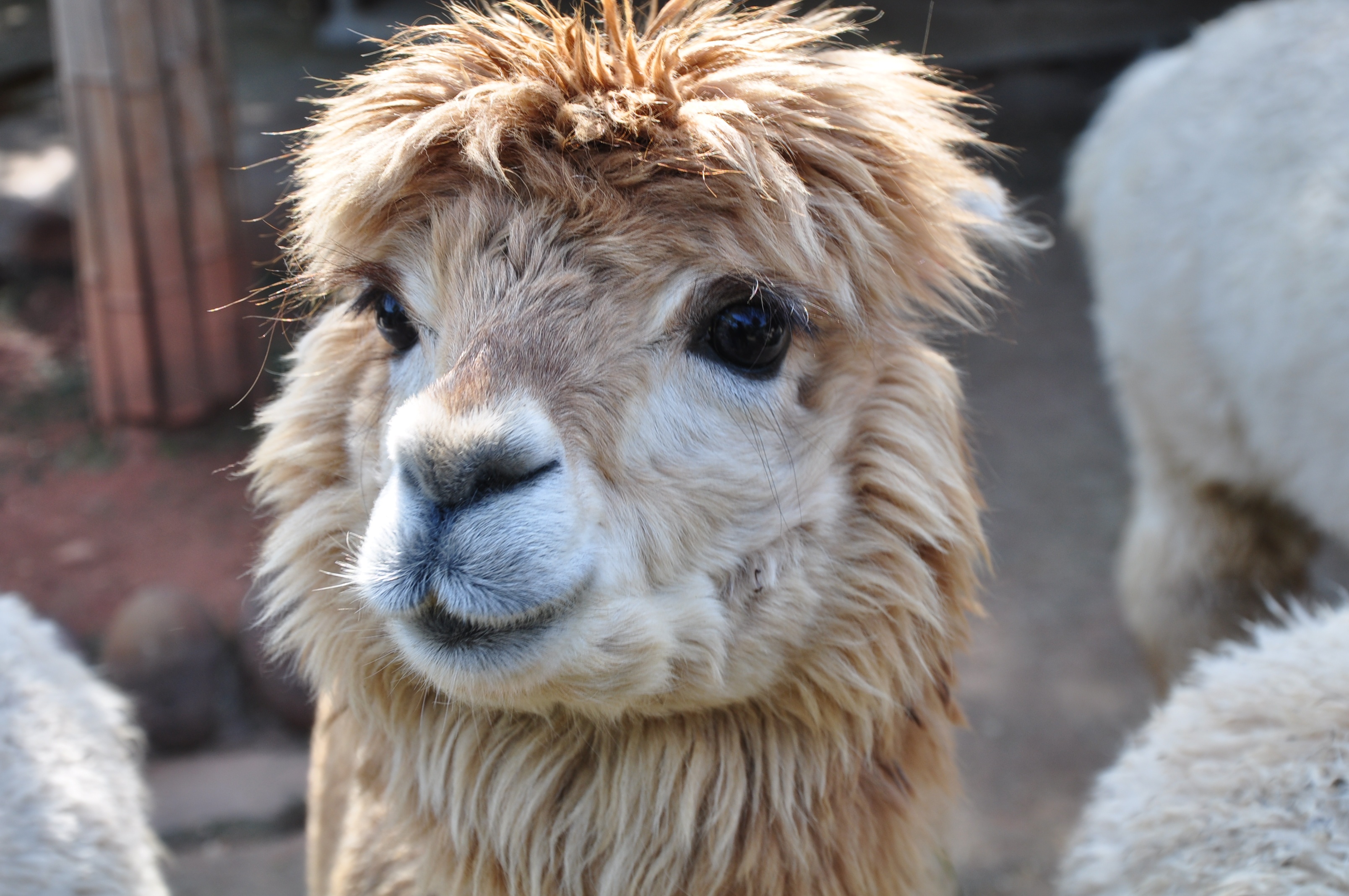 长沙生态动物园游记