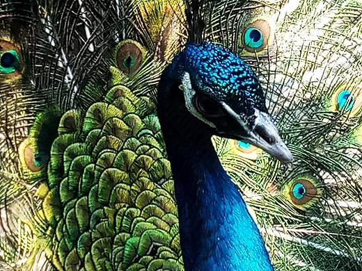 孔雀之诱——于洋摄影（个人主页-ZMjcwNTE2NDQ=） - 宠物摄影 - 站酷设计师发现之美原创素材 - 站酷ZCOOL