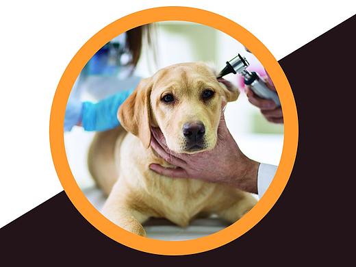 宠物（个人主页-ZMzYwODM3MjA=） - 海报 - 站酷设计师大鹏616555原创素材 - 站酷ZCOOL