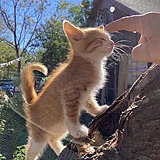 向往天空的猫的头像
