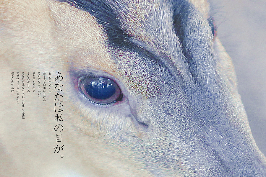《你是我的眼》（图ZMTI4ODU0NDQ=） - 风光摄影 - 站酷设计师michaelpst原创素材 - 站酷ZCOOL