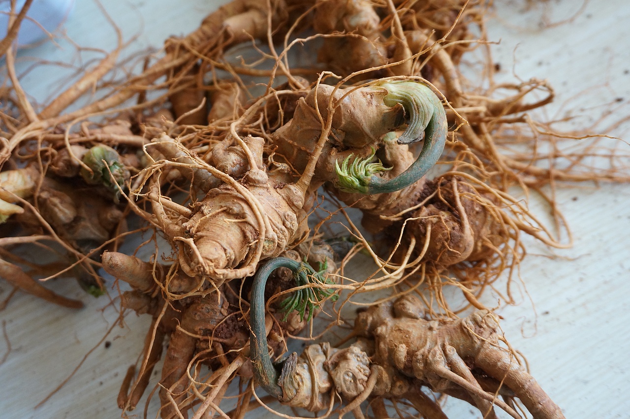 云南满泽三七中的新鲜三七,地里挖出来原样子