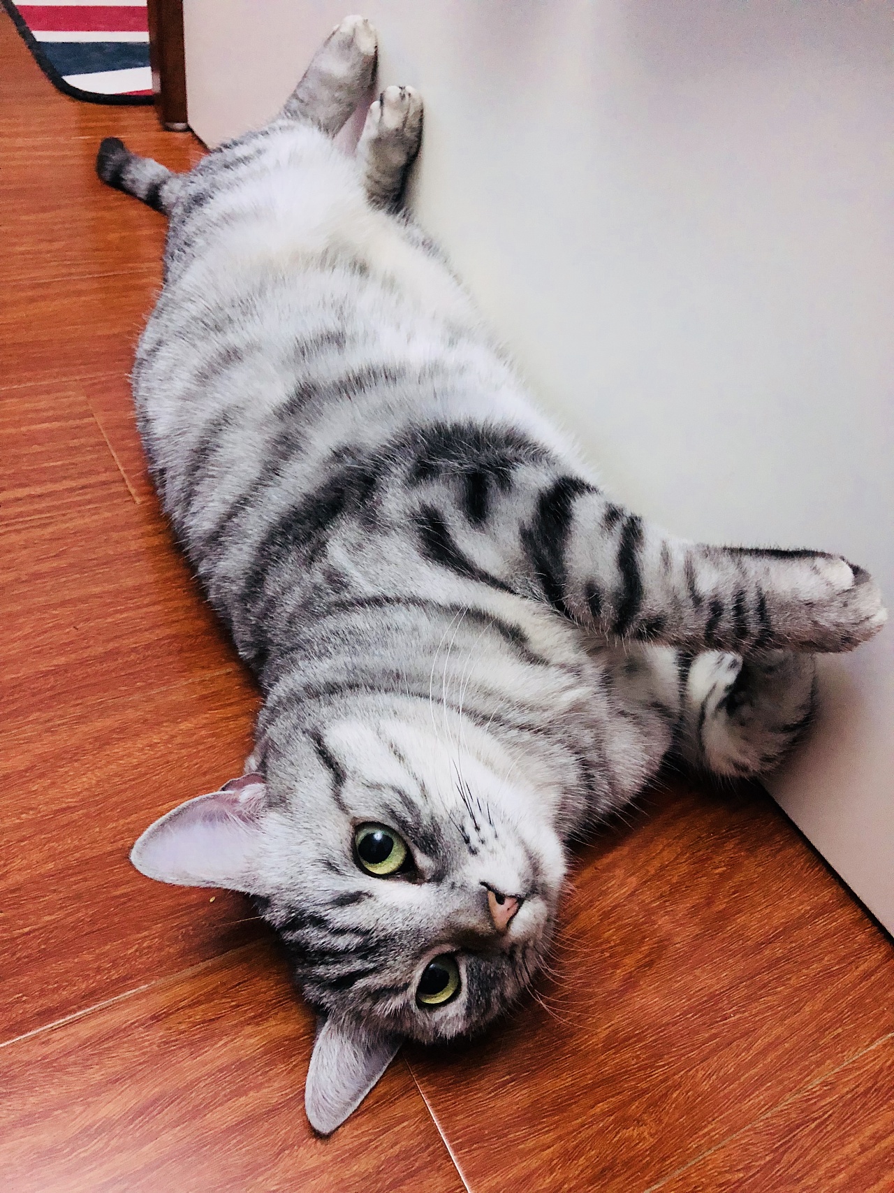 猫奴偷拍的主子们