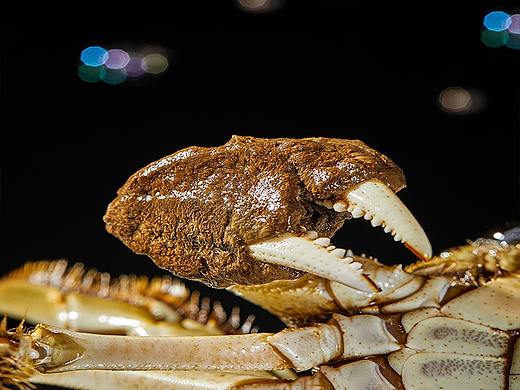 美食摄影 | 吃大闸蟹是一种季节性的享受