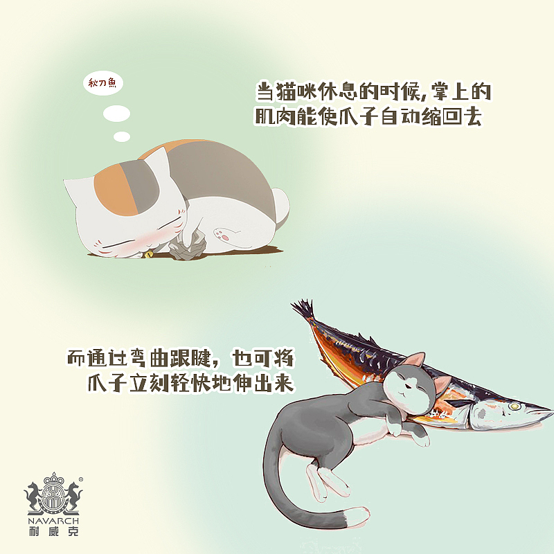 关于猫咪你不知道的那些小知识-耐威克