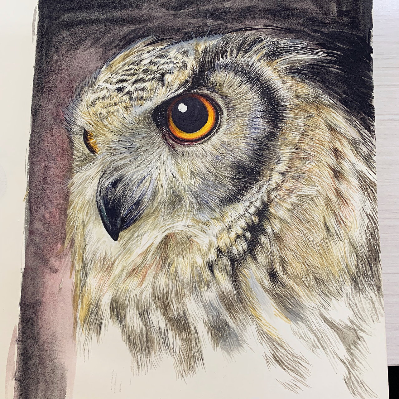 手绘猫头鹰