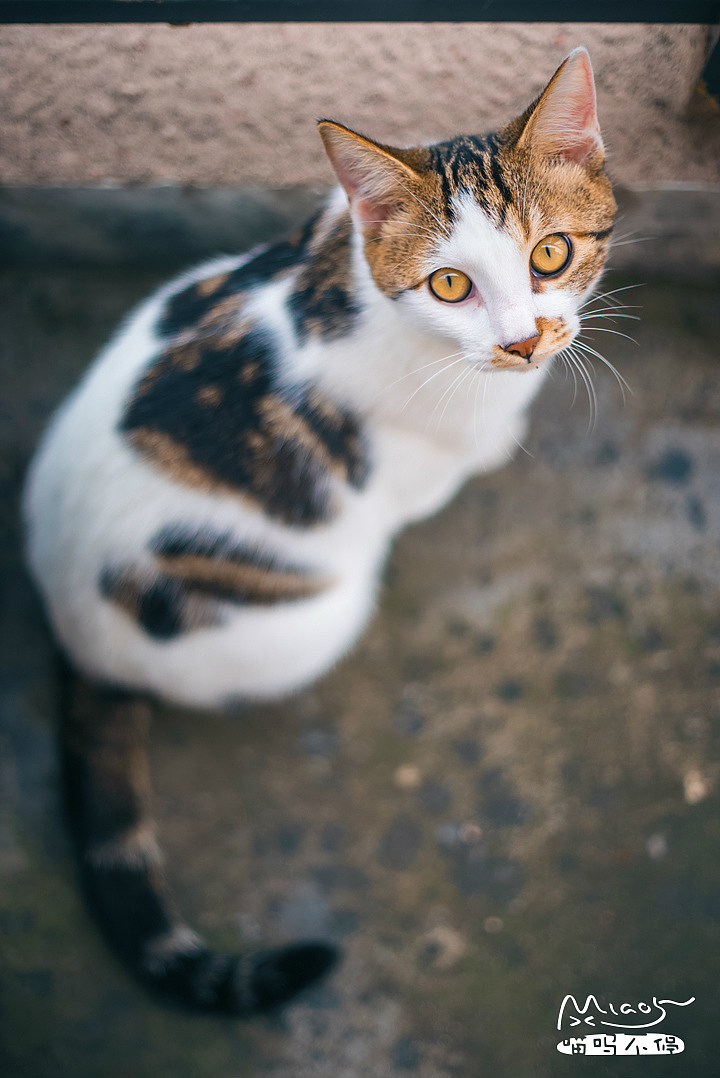 你一语 / 你一言 / 是我最眷恋