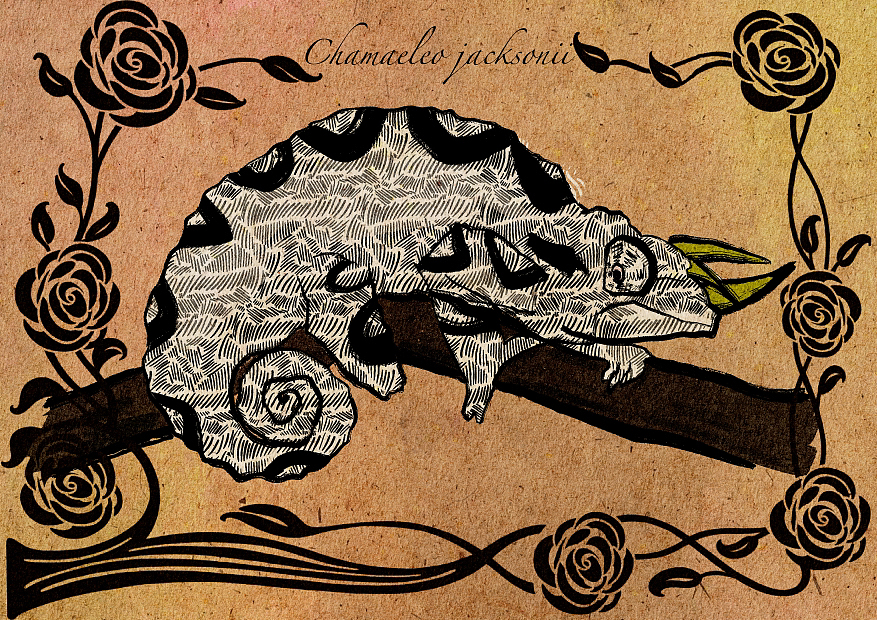 黑白复古线描爬宠插画