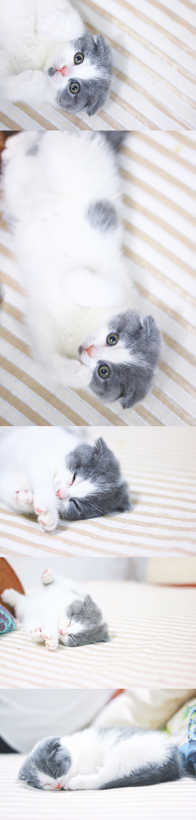 嘿，你想和我玩耍吗？（图ZNzgxNzQzNjQ=） - 宠物摄影 - 站酷设计师GlaceYyy原创素材 - 站酷ZCOOL