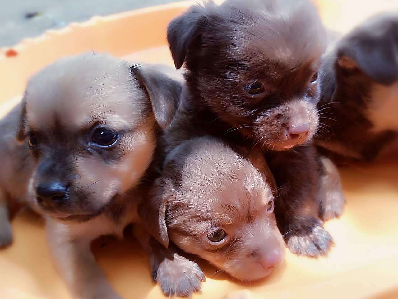 手机拍拍(狗狗)