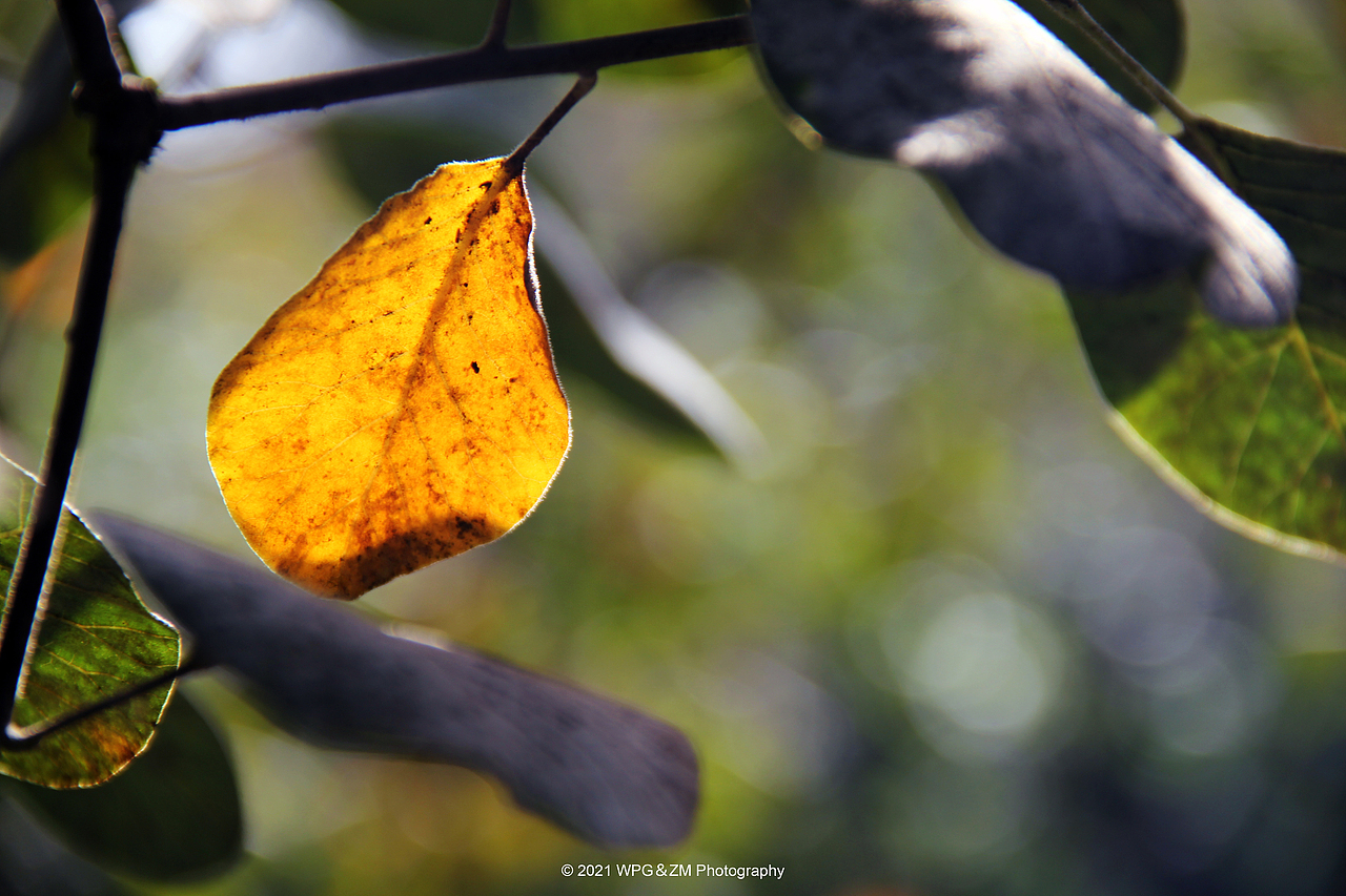 《 一叶知秋 》