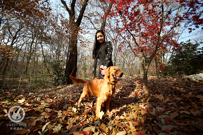 【金毛】熨斗1岁啦（图ZMzg3Mjk3MjQ=） - 宠物摄影 - 站酷设计师挂糖原创素材 - 站酷ZCOOL