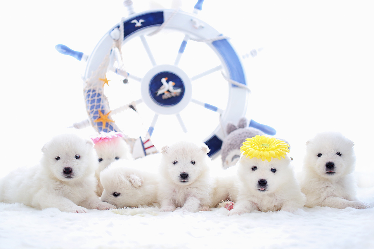 【宠爱宠拍】北极熊幼崽（图ZNTA5MzM4MjQ=） - 宠物摄影 - 站酷设计师l784028626原创素材 - 站酷ZCOOL