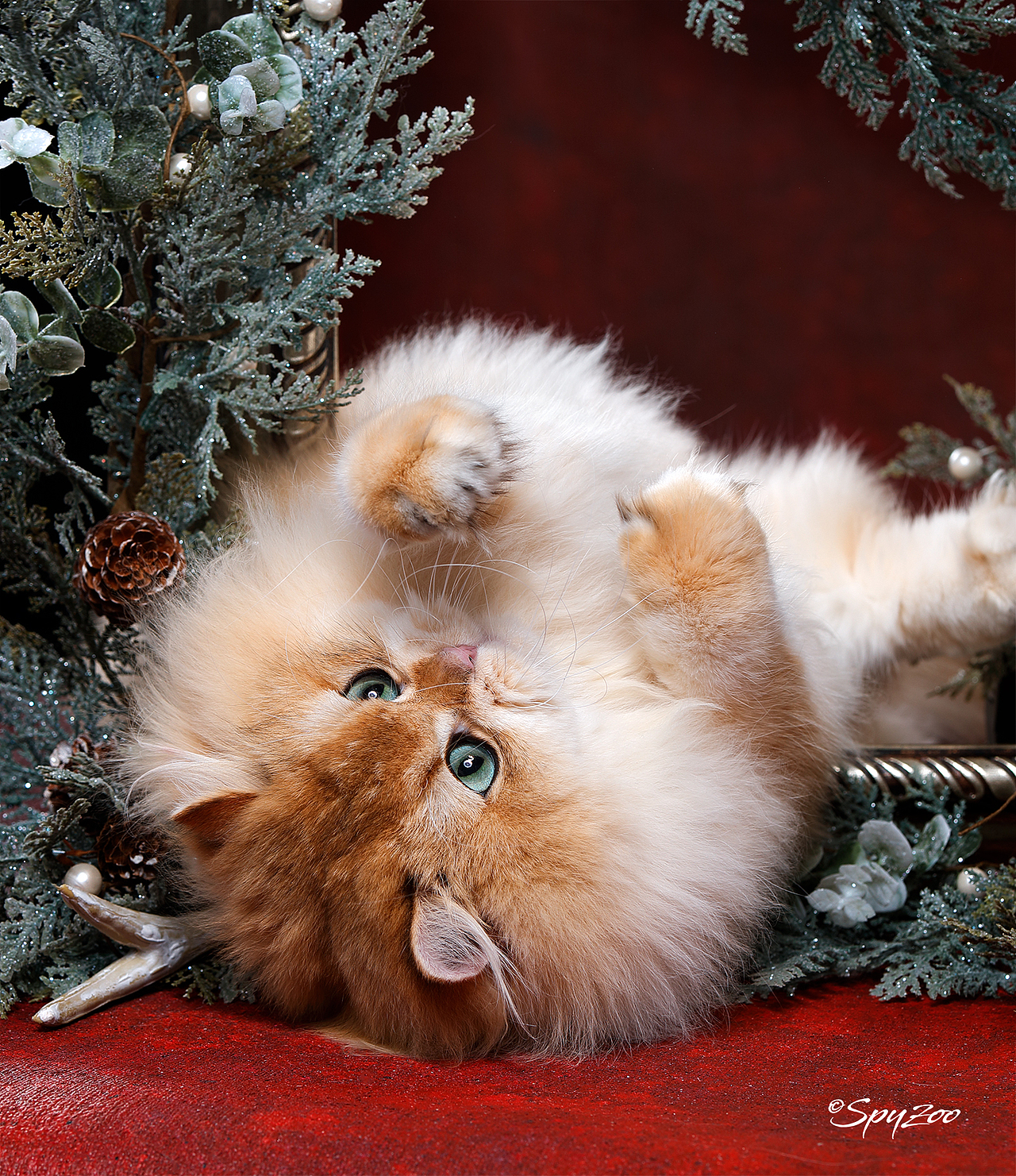 從聖誕拍到春節一個月中的貓賽拍攝（图ZMTkzODE5MzA4） - 宠物摄影 - 站酷设计师spyzoo原创素材 - 站酷ZCOOL