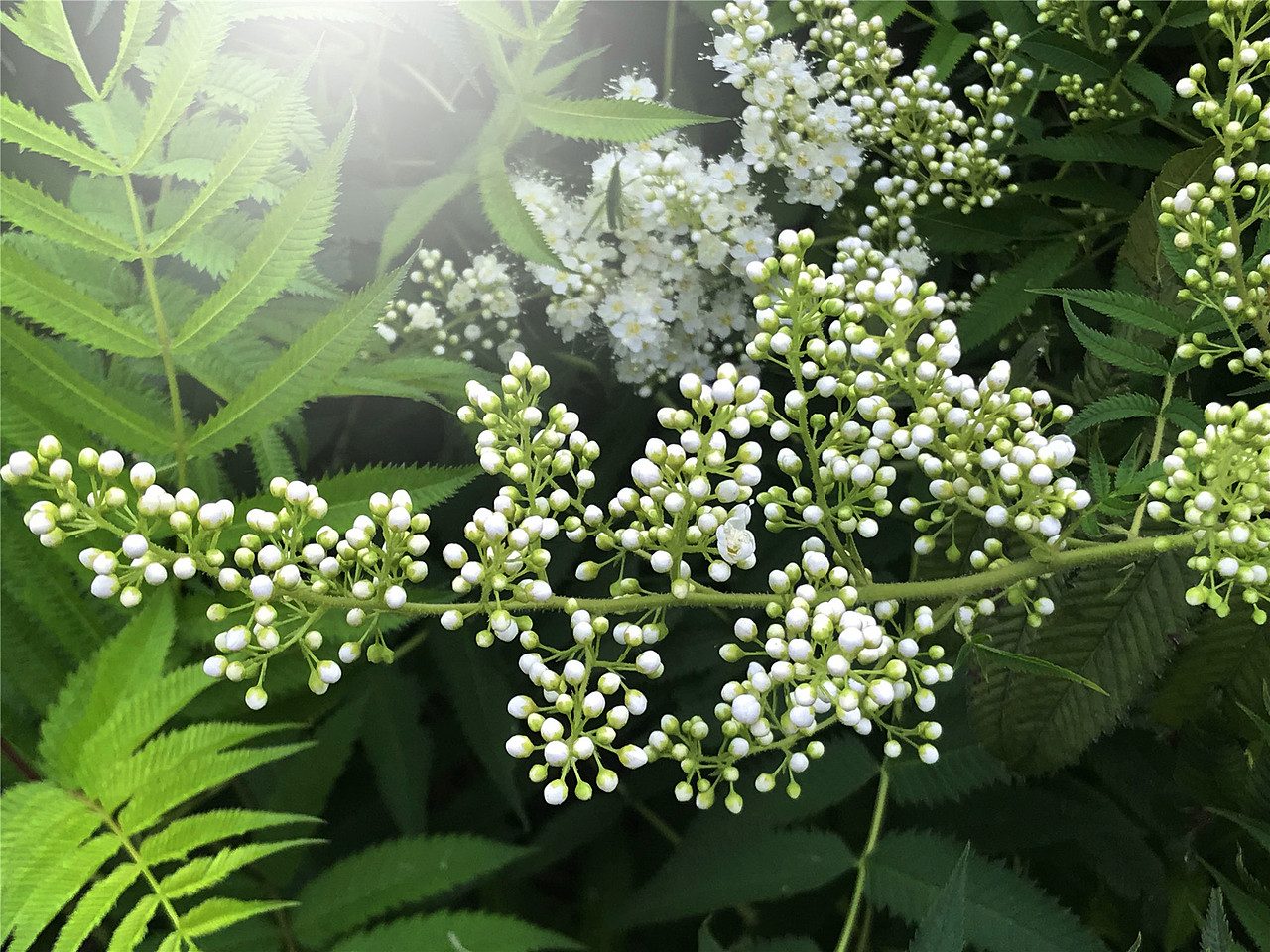 刘勇良手机纪实摄影:盛开的珍珠梅