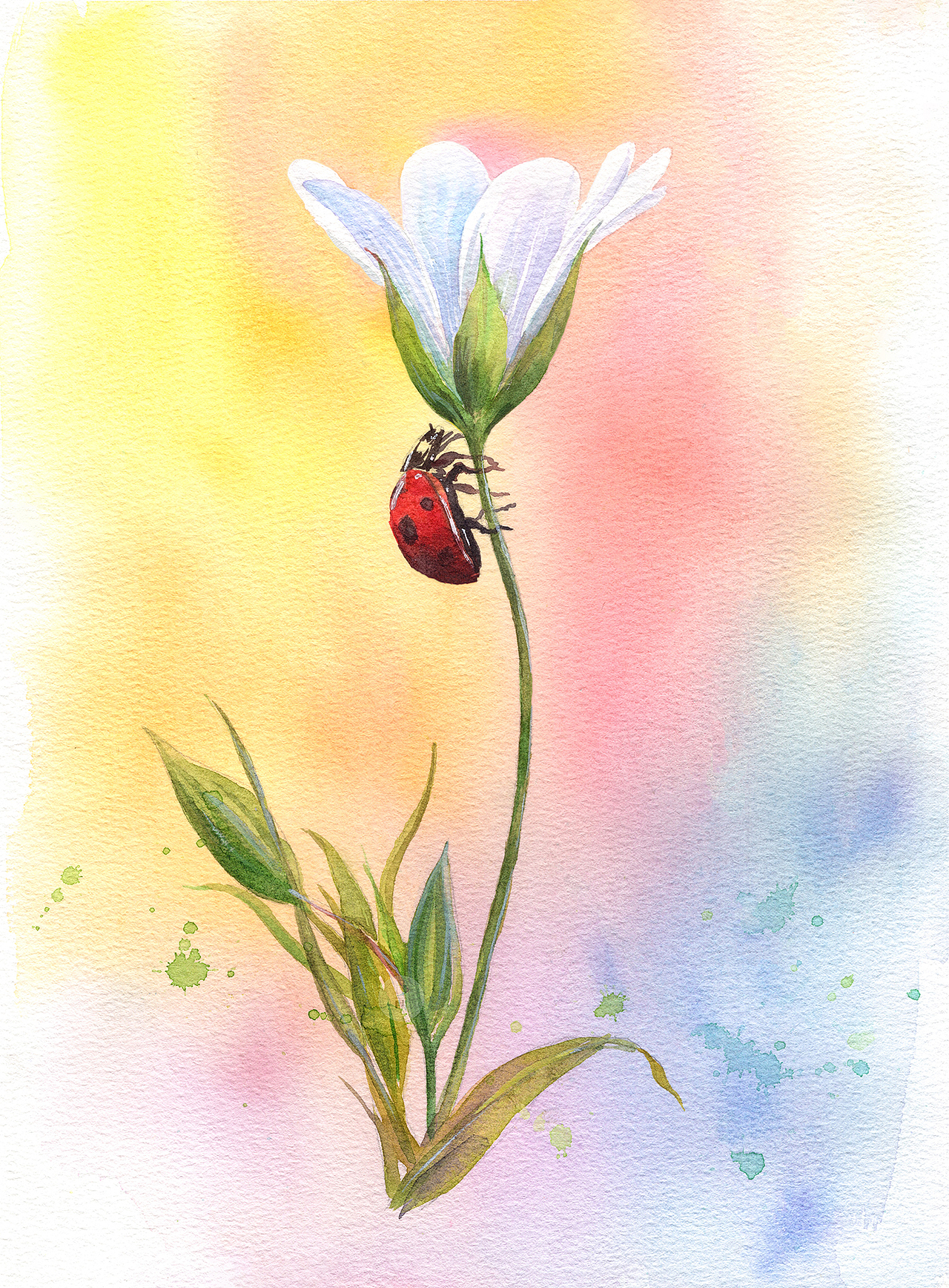 水彩花卉 小白花绘画步骤