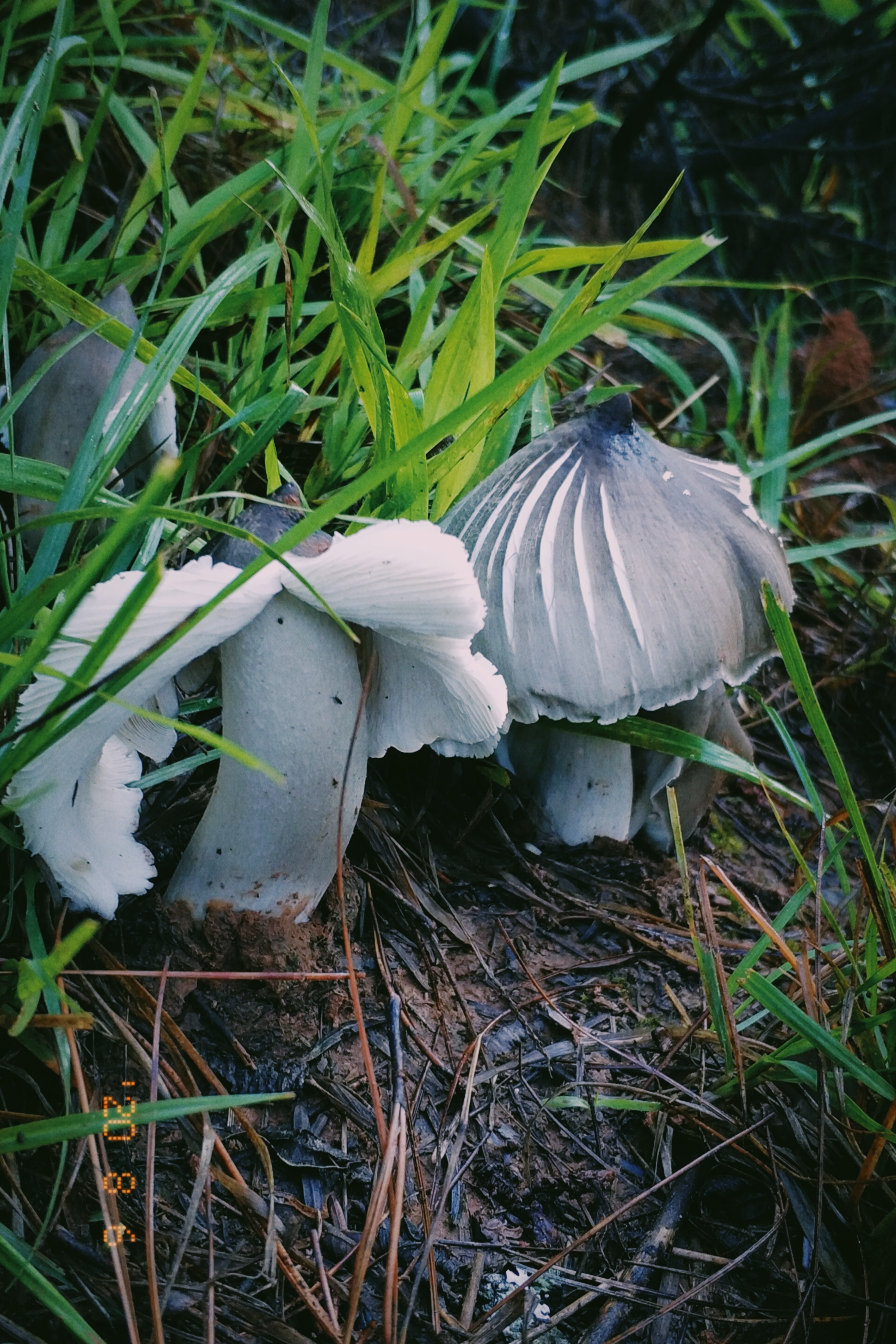 云南野生菌随拍