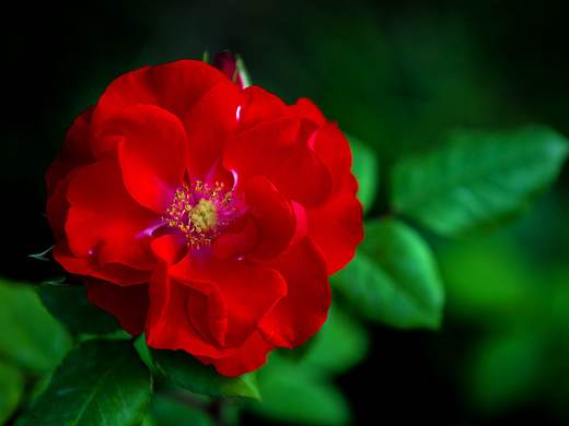 月季花