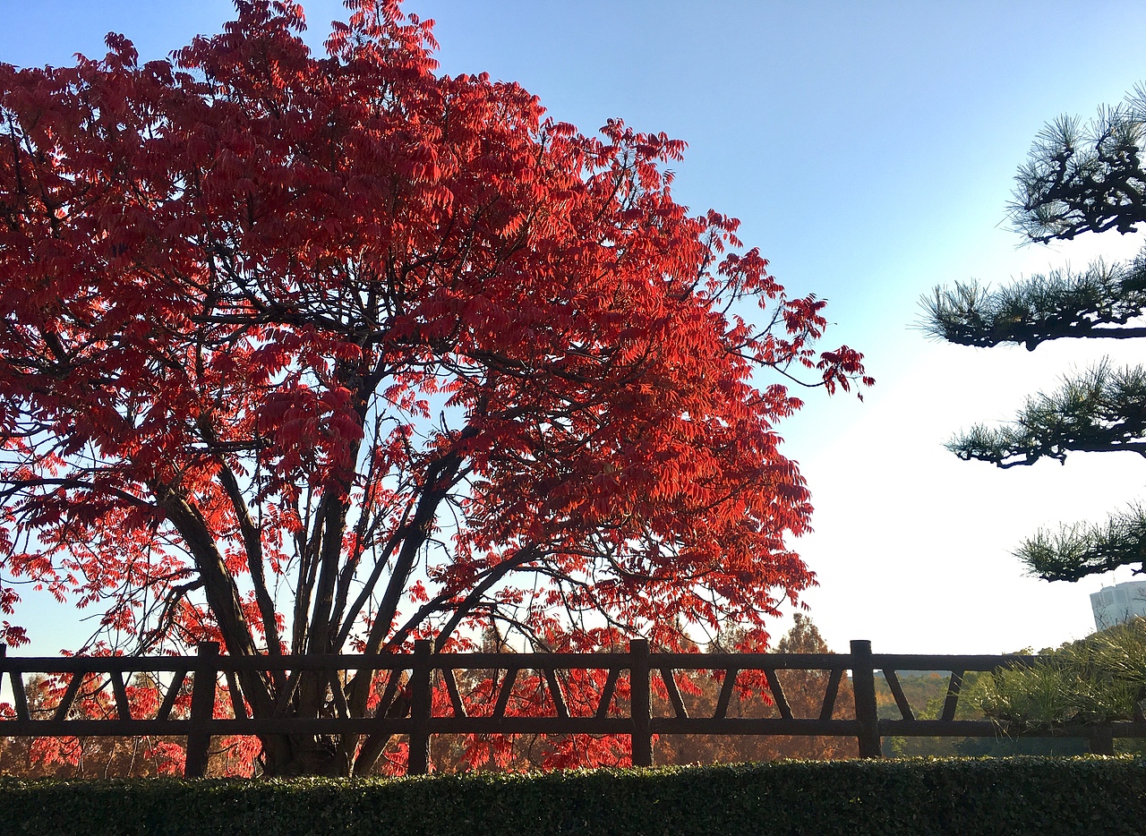 手机摄影-日本富士山、浅草寺、伏见稻荷大社（图ZOTk1Mzg2NTI=） - 风光摄影 - 站酷设计师珈蓝十四夜原创素材 - 站酷ZCOOL