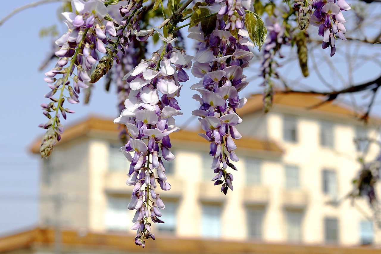 今日立夏（图ZMTEzNjg3Njgw） - 风光摄影 - 站酷设计师冰无漪原创素材 - 站酷ZCOOL