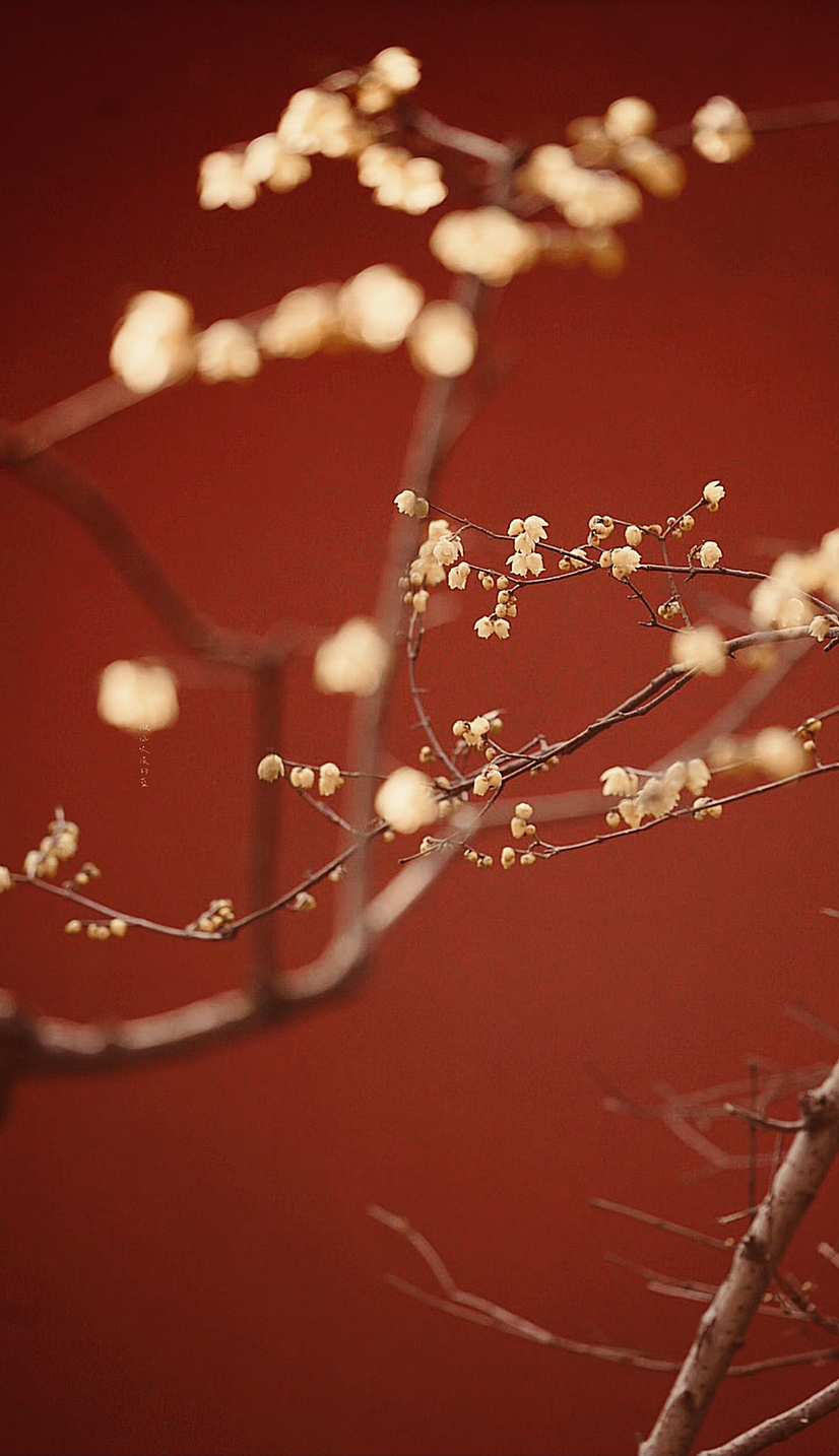 繁花已至,我途经你的盛放,你赠我满心欢喜。